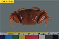 藏品(北方丑招潮蟹)的圖片